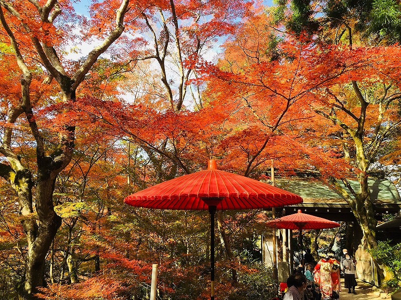 有馬温泉公園紅葉